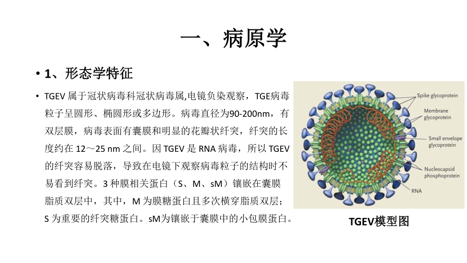 传染性胃肠炎TGEV.pptx_第3页