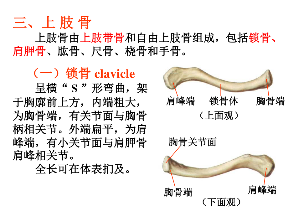 上肢骨及其连结.ppt_第3页