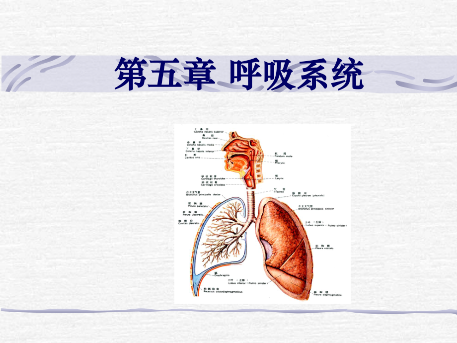 5-呼吸、泌尿.ppt_第1页