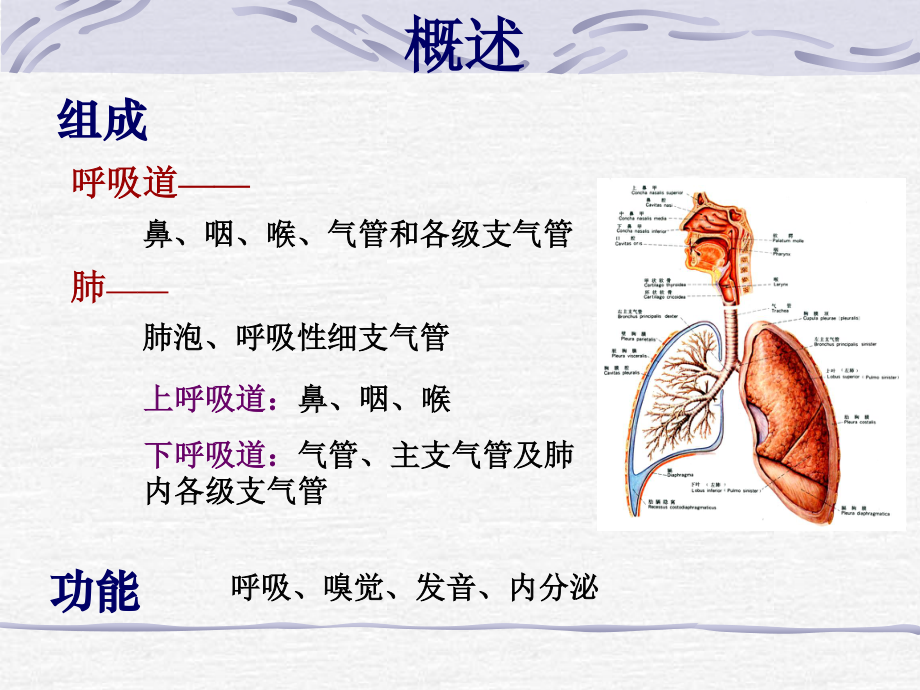 5-呼吸、泌尿.ppt_第2页