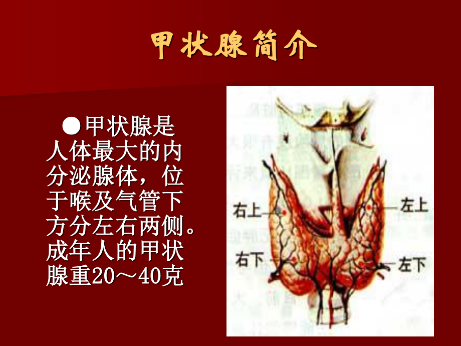 单纯性甲状腺肿PPT.ppt_第1页