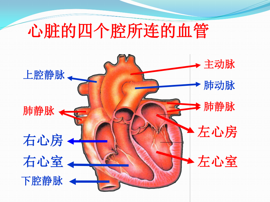 二尖瓣狭窄伴关闭不全导致的症状.ppt_第2页