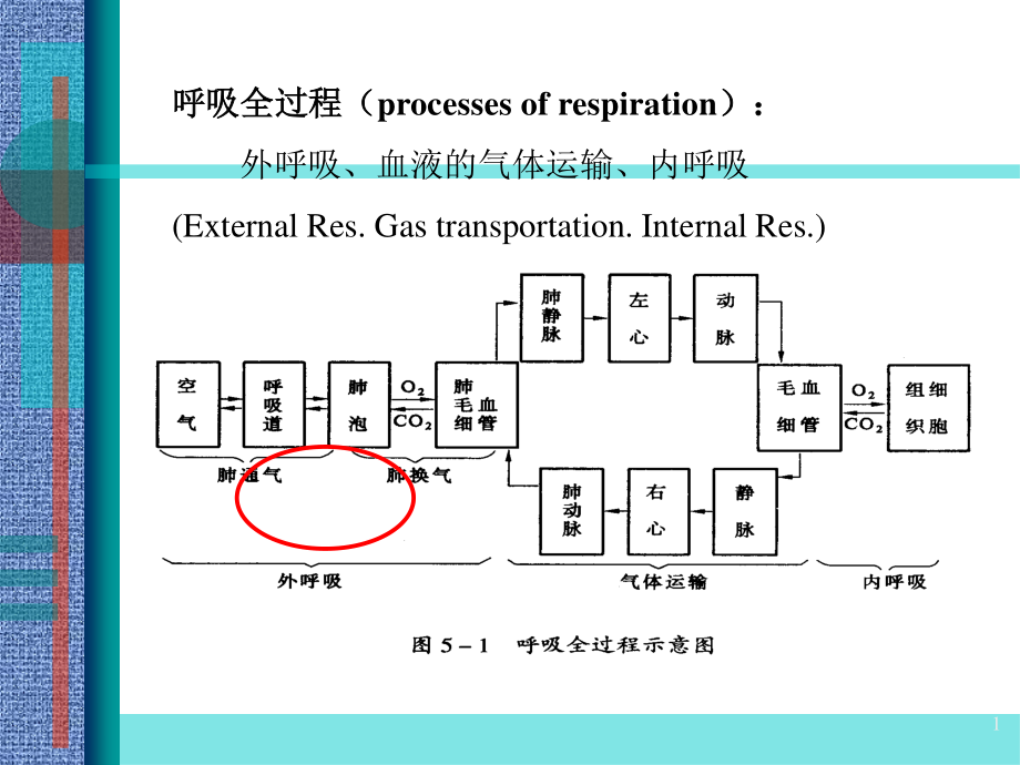 dl呼吸功能衰竭.ppt_第1页