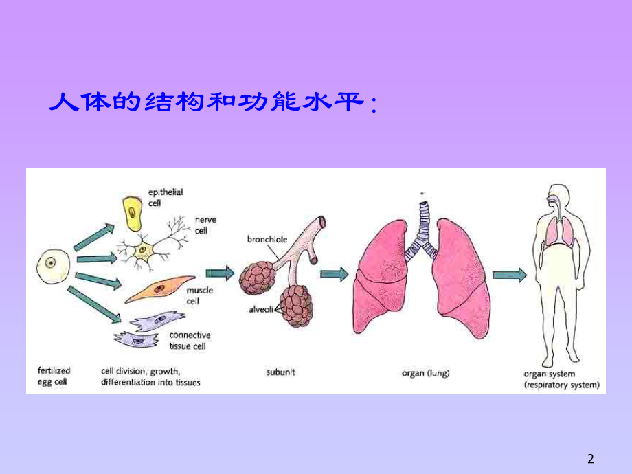 动物的细胞和组织.ppt_第2页