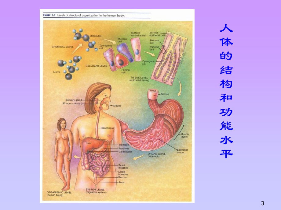 动物的细胞和组织.ppt_第3页