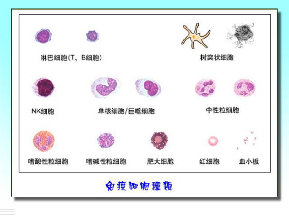 免疫细胞的分离与检测.ppt_第2页