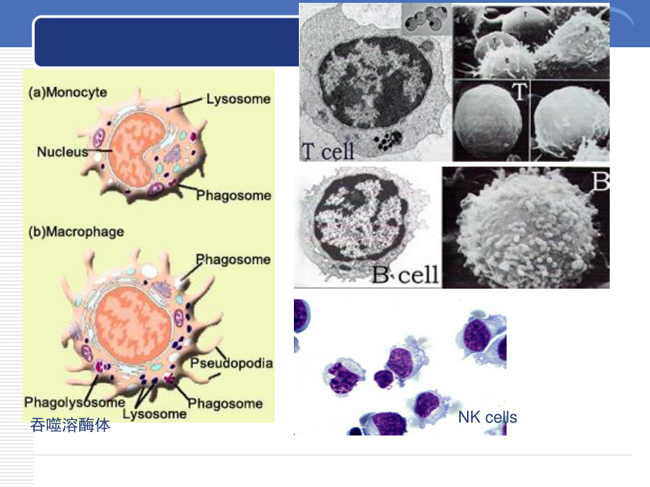 免疫细胞的分离与检测.ppt_第3页