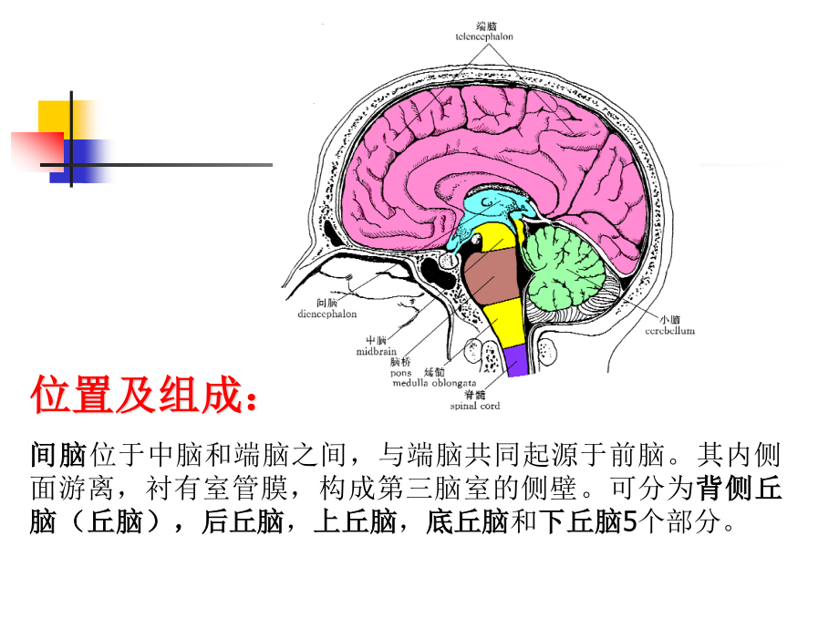 丘脑结构及功能.ppt_第2页