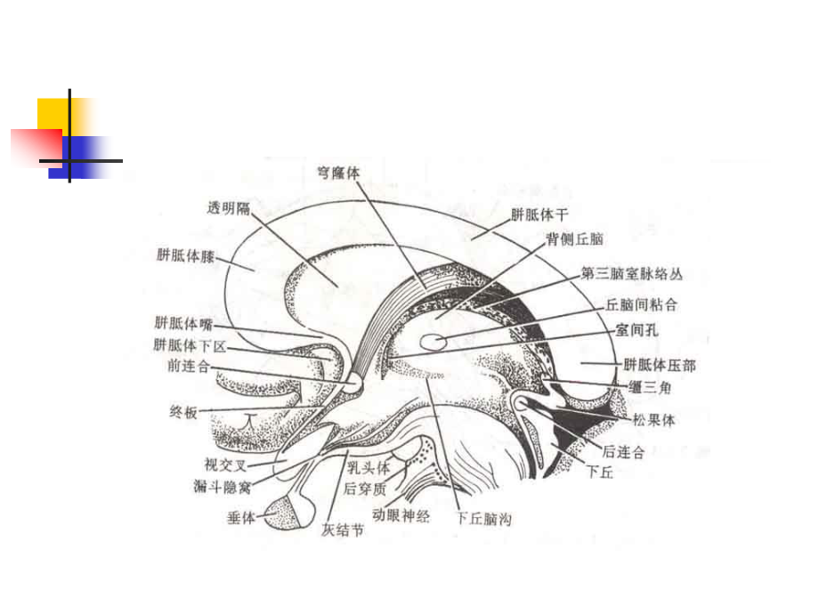 丘脑结构及功能.ppt_第3页