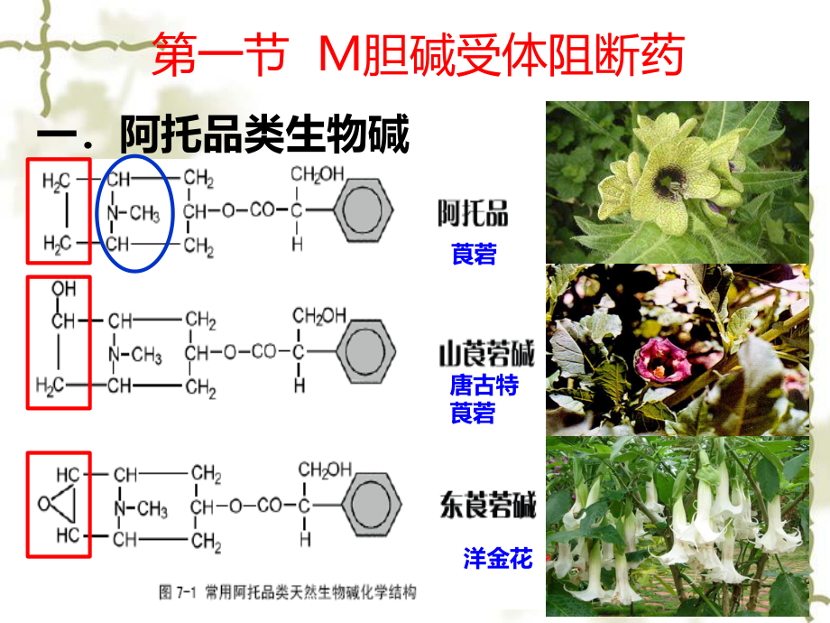 y7.胆碱受体阻断药3.31.ppt_第3页