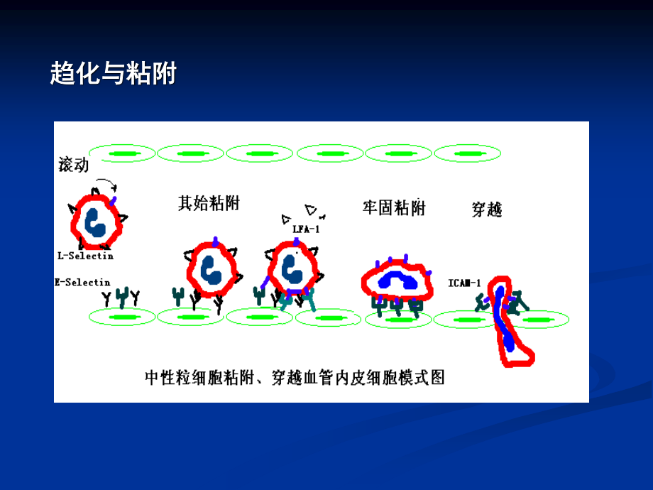 免疫学12-细胞粘附分子.ppt_第2页