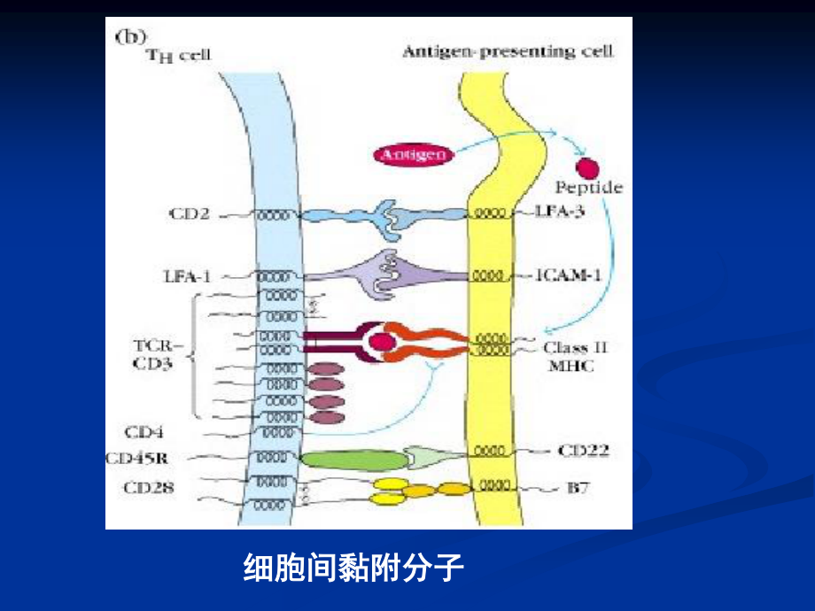 免疫学12-细胞粘附分子.ppt_第3页