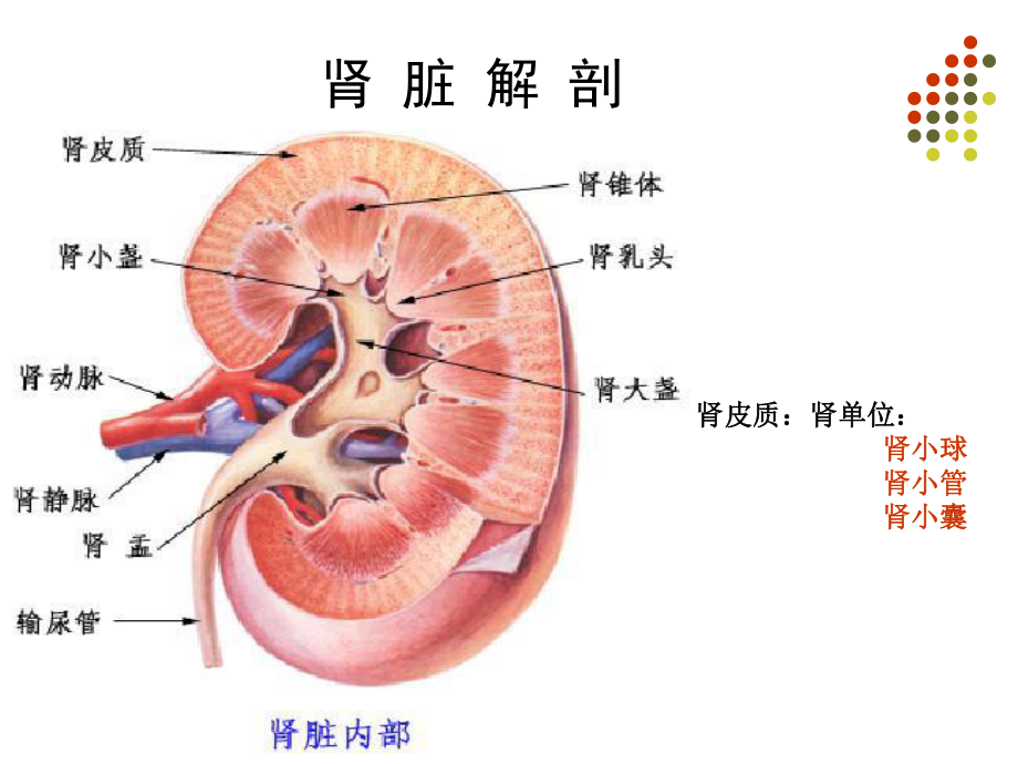 zhz-第10章泌尿生殖系统显像.ppt_第2页