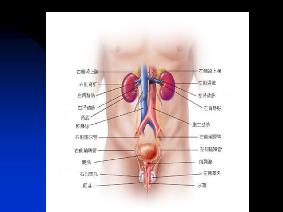 前---列---腺---炎.ppt_第3页