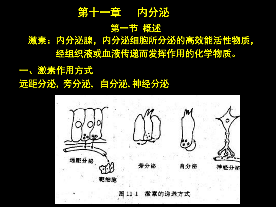 促甲状腺激素释放激素.ppt_第1页