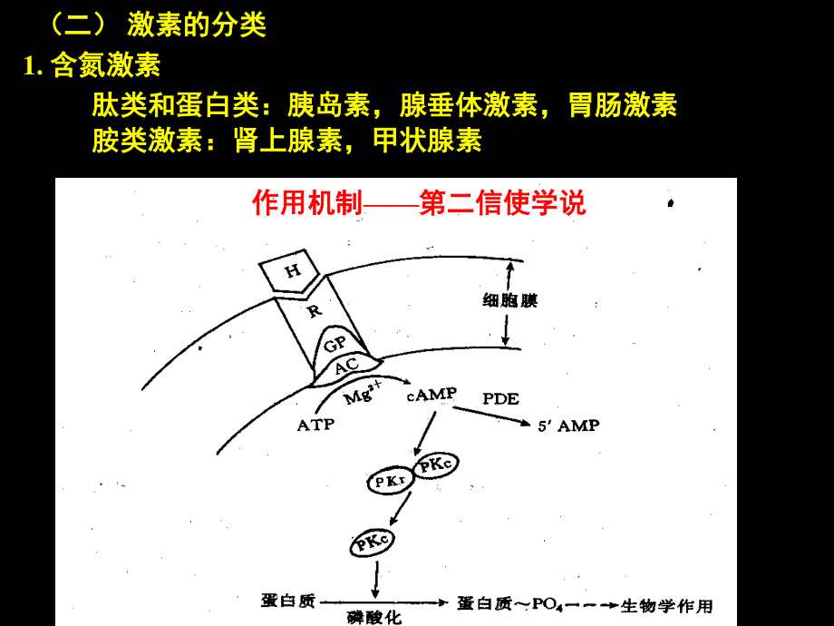 促甲状腺激素释放激素.ppt_第2页