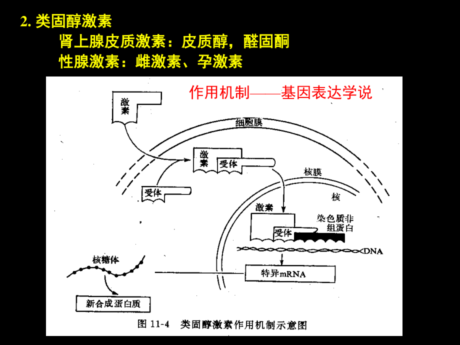 促甲状腺激素释放激素.ppt_第3页