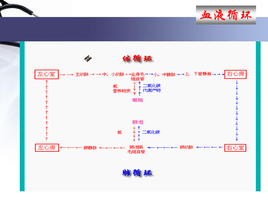 4-1血液循环-心脏生理资料.ppt_第3页