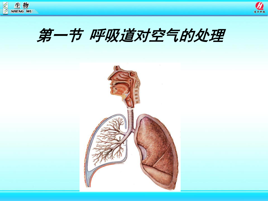 likun呼吸道对空气的处理(1).ppt_第1页