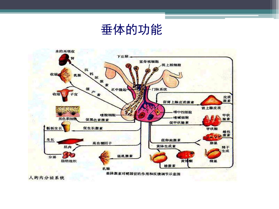 内分泌危象.ppt_第3页