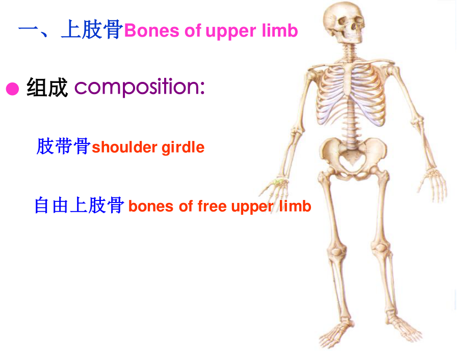 3上肢骨及其连结、下肢骨及其连结.ppt_第2页