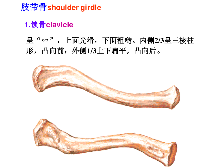 3上肢骨及其连结、下肢骨及其连结.ppt_第3页