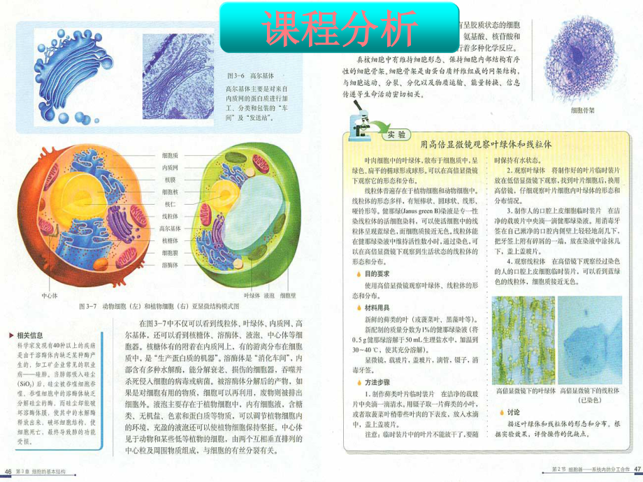 《细胞器——系统内的分工合作》说课稿-(1)-(1).pptx_第3页