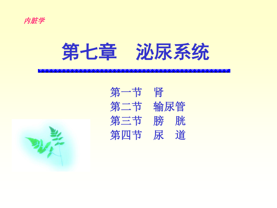 6-泌尿系统.ppt_第1页