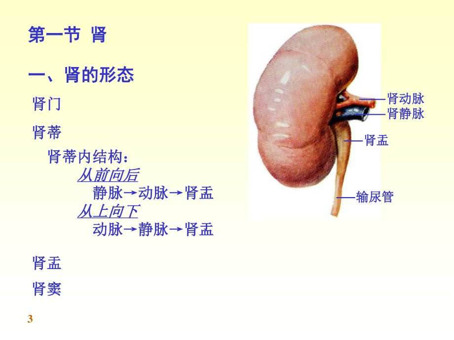 6-泌尿系统.ppt_第3页