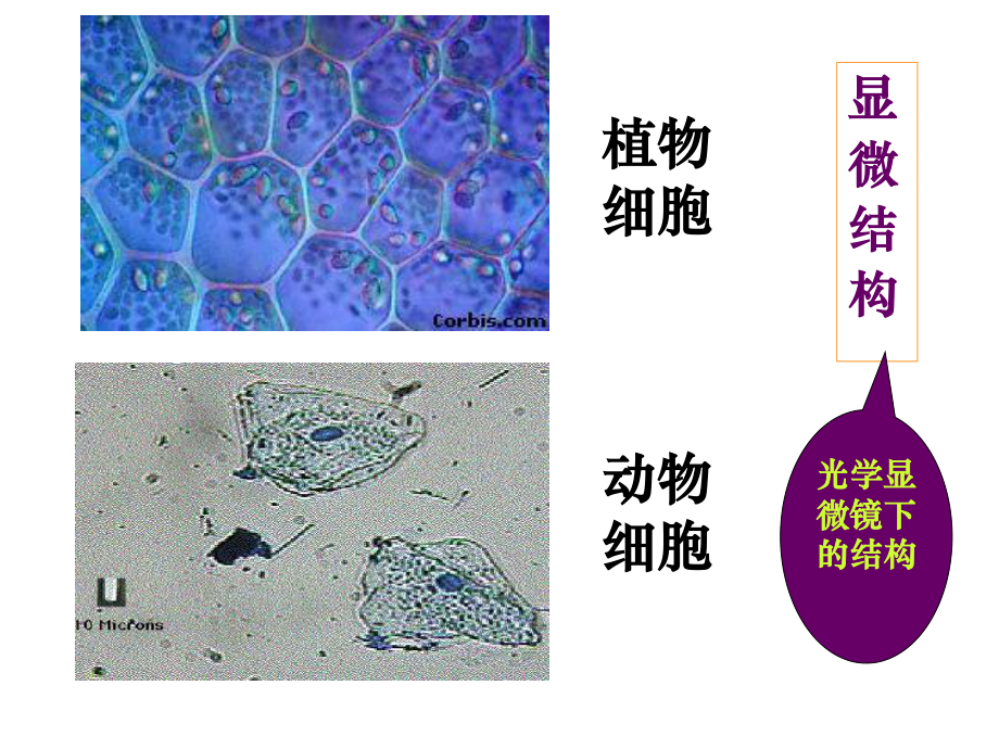 上课细胞器-系统内的分工合作-ppt.ppt_第1页