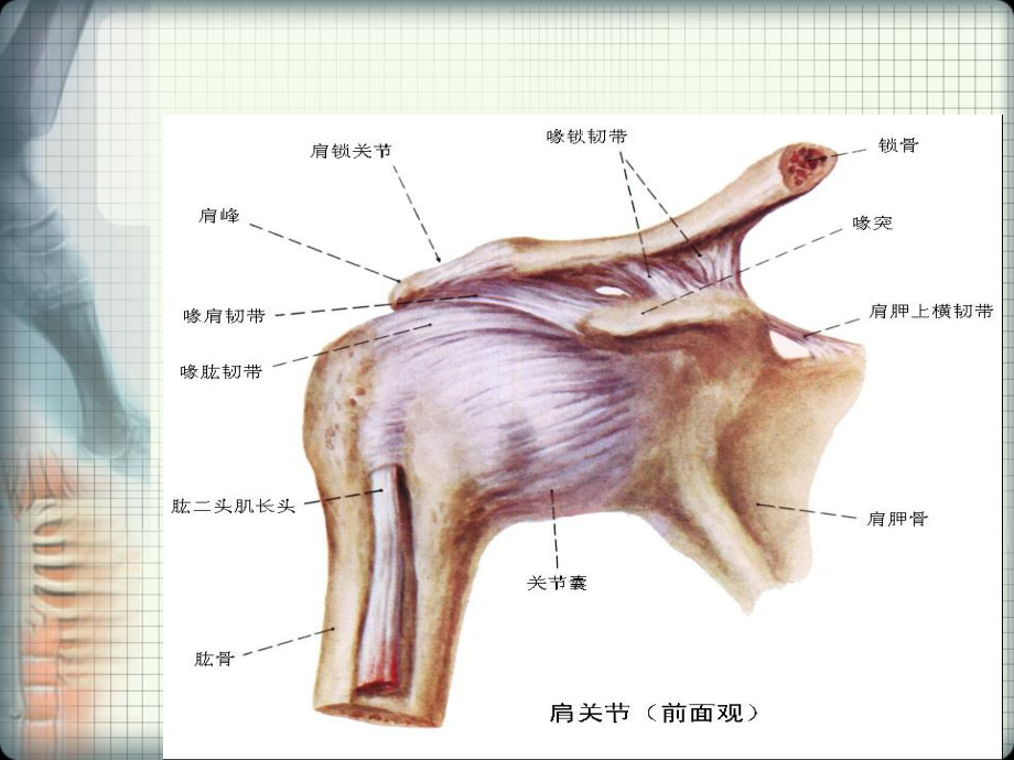 偏瘫性肩痛.ppt_第2页