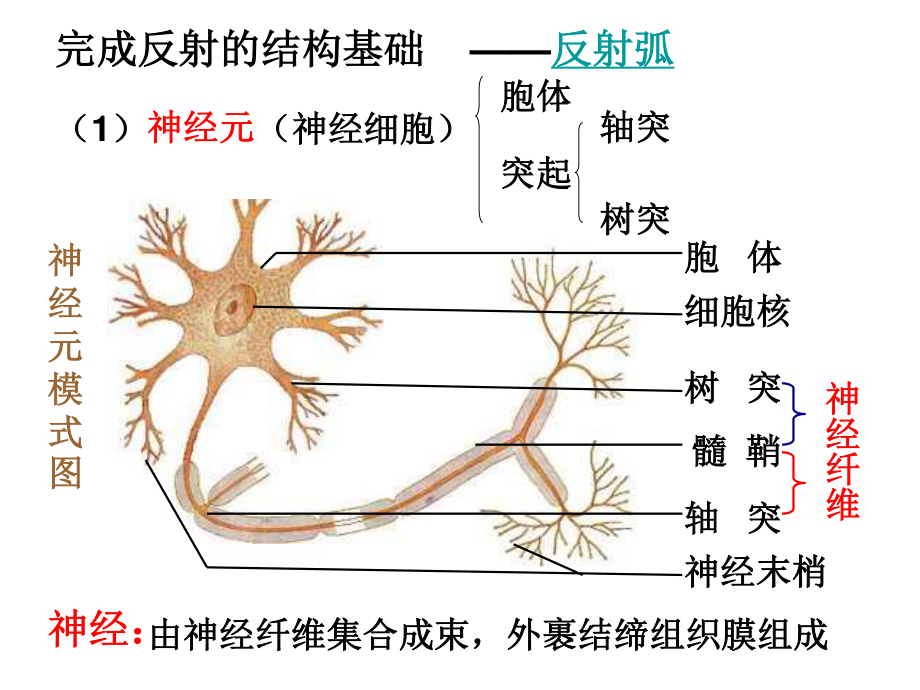 动物和人体生命活.ppt_第2页