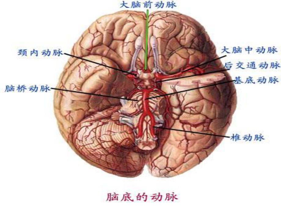 偏瘫并发症的处理.ppt_第3页