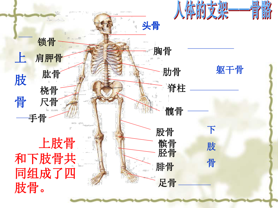 人体的支持与运动.ppt_第3页