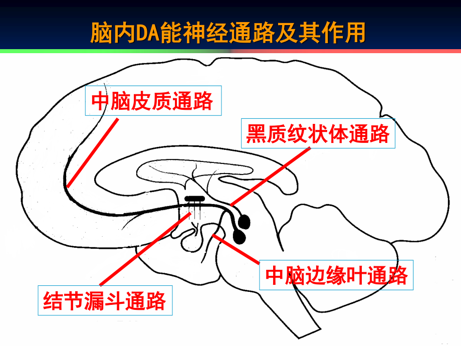 三-左长清-第14章-抗精神失常药.ppt_第3页