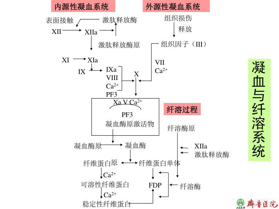 儿童获得性凝血障碍1.ppt_第3页