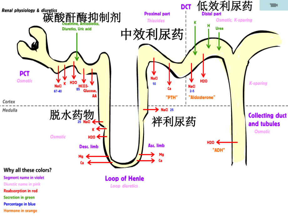 利尿药及脱水药.ppt_第2页