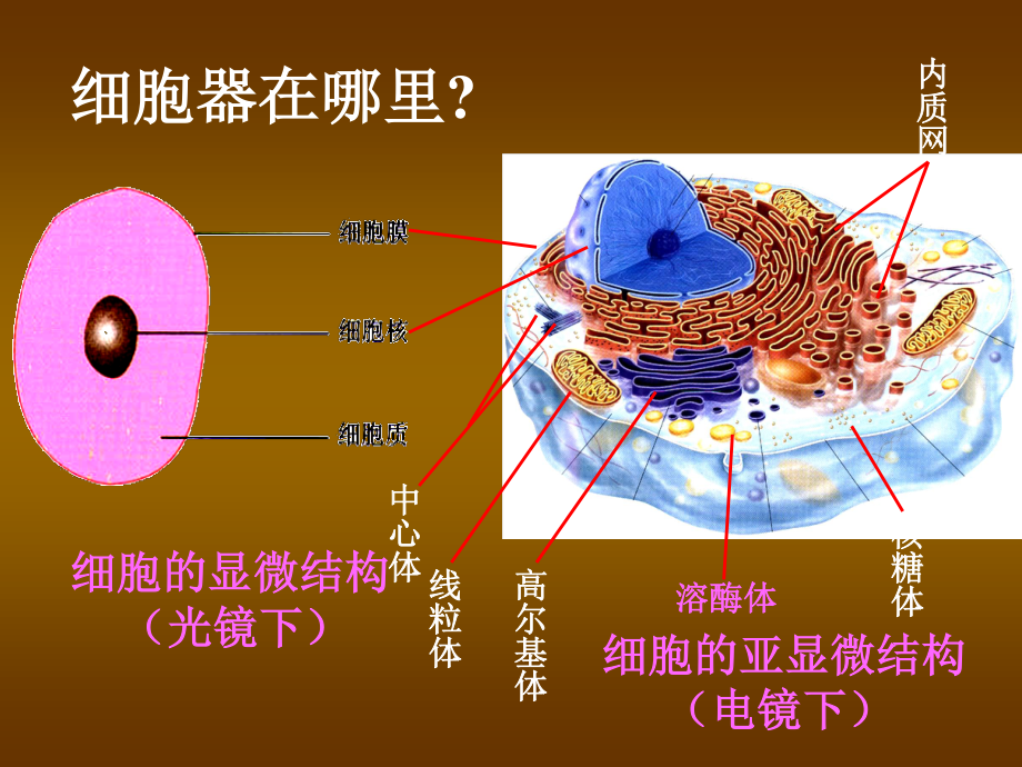 人教版必修一第三章第二节细胞器系统内的分工和合作共张PPT.ppt_第3页