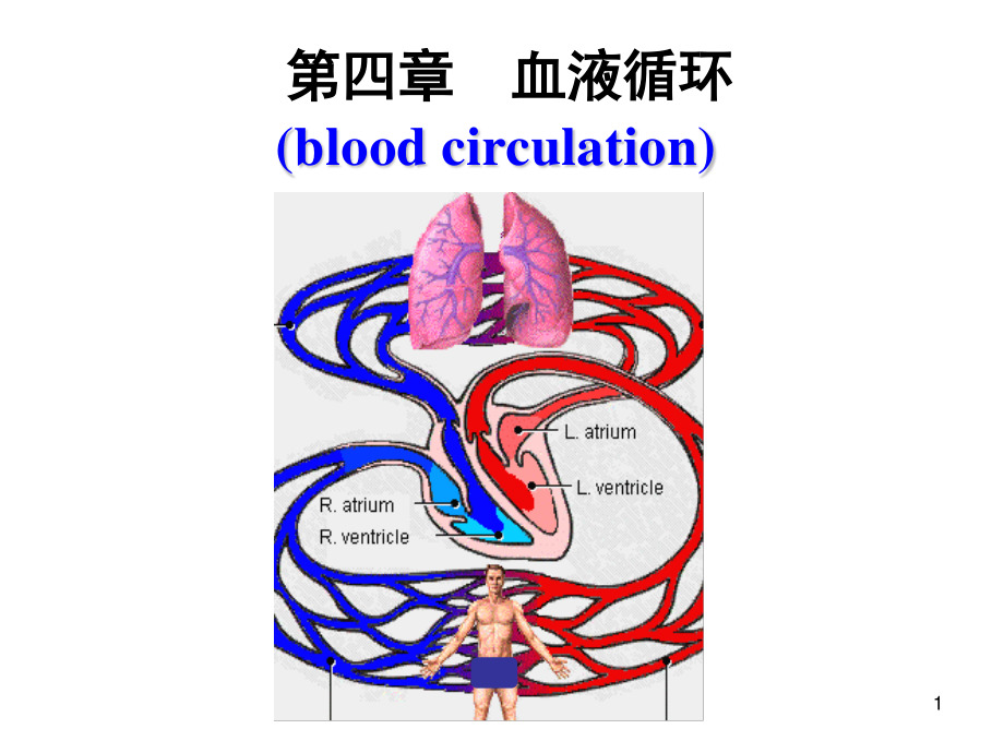 4-血液循环剖析.ppt_第1页