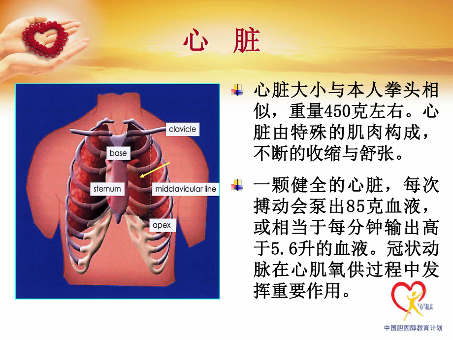 冠心病防治—ABCDE.ppt_第3页