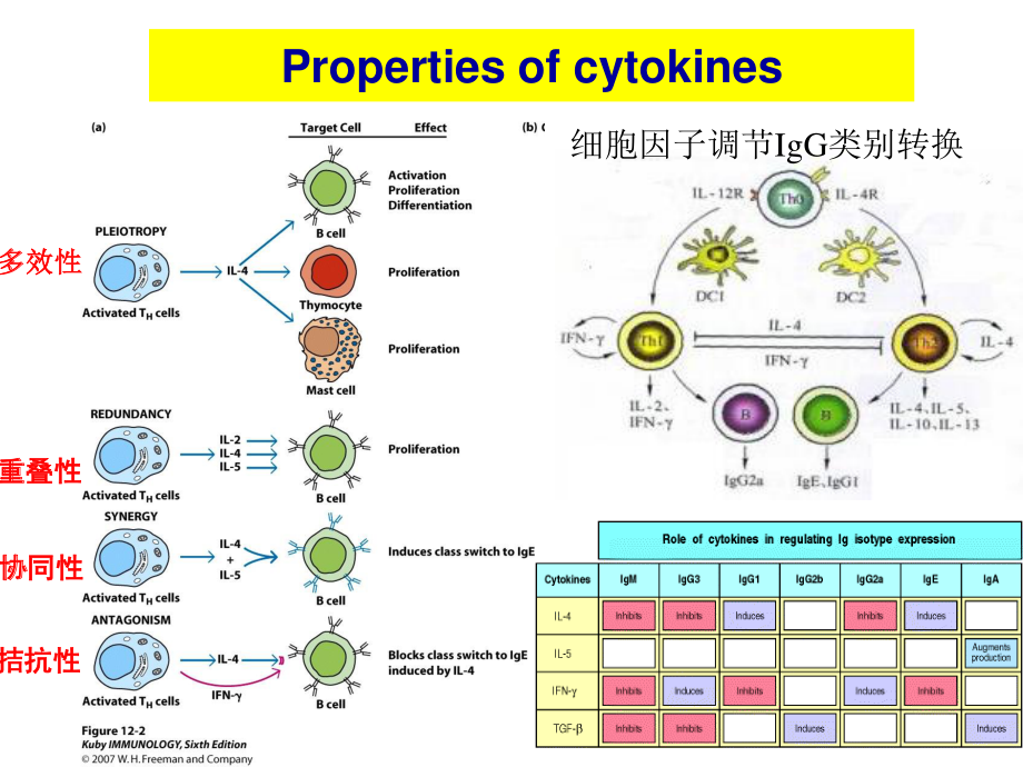 博士生课程5(1)-细胞因子.ppt_第3页