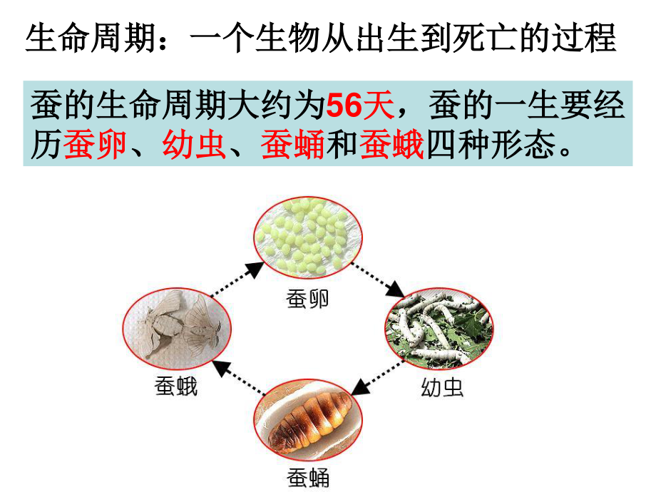 三下二5蚕的生命周期陈建秋-(1).ppt_第2页