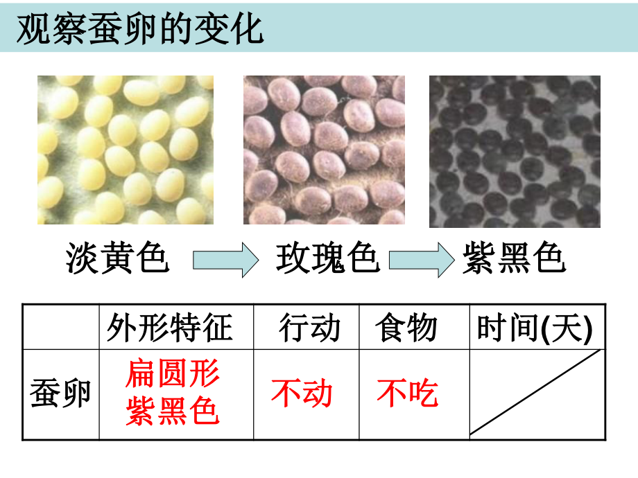 三下二5蚕的生命周期陈建秋-(1).ppt_第3页