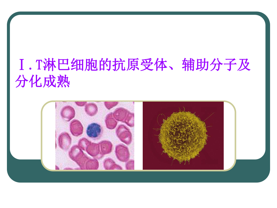 8淋巴细胞的抗原受体与辅助分子1.ppt_第3页