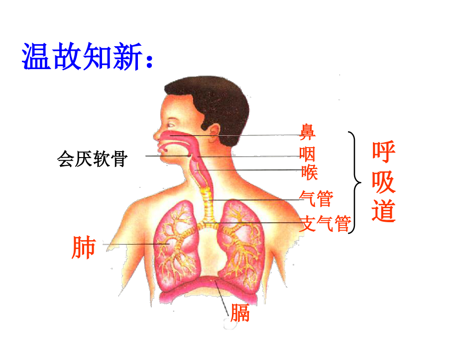 8发生在肺内的气体交换.ppt_第1页