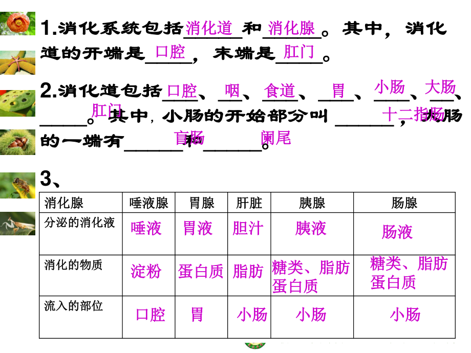 分泌消化液-沧江中学.ppt_第2页