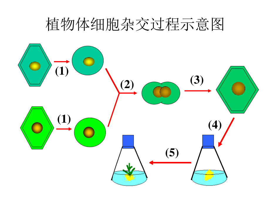 优质课动物细胞融合与单克隆抗体用.ppt_第3页