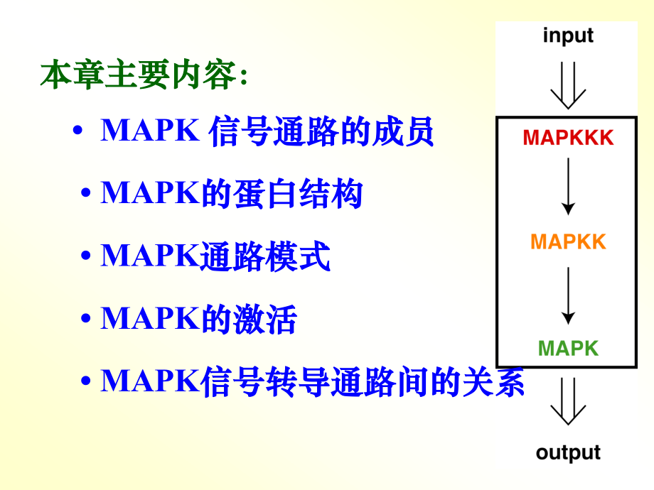 丝裂原活化蛋白激酶.ppt_第3页