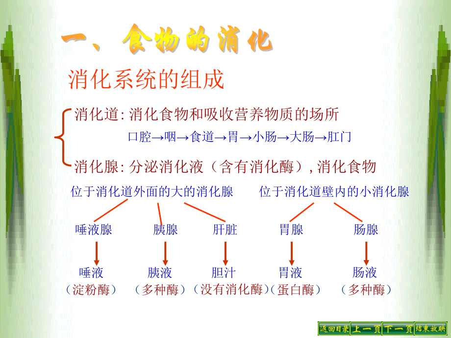 4.2.2消化和吸收教程.ppt_第3页