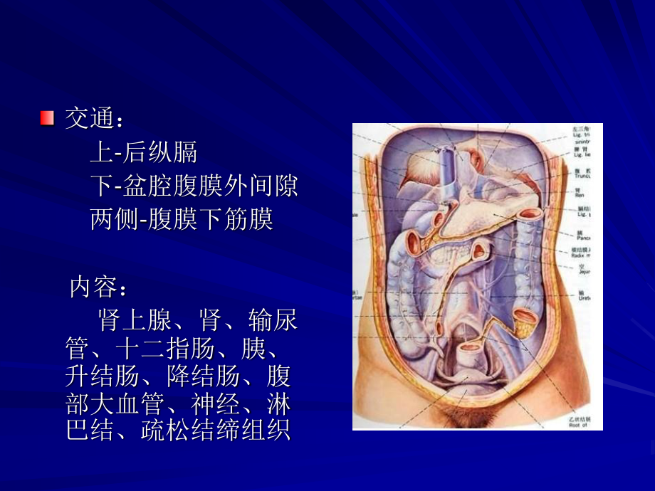 【201204】腹膜后间隙.ppt_第3页